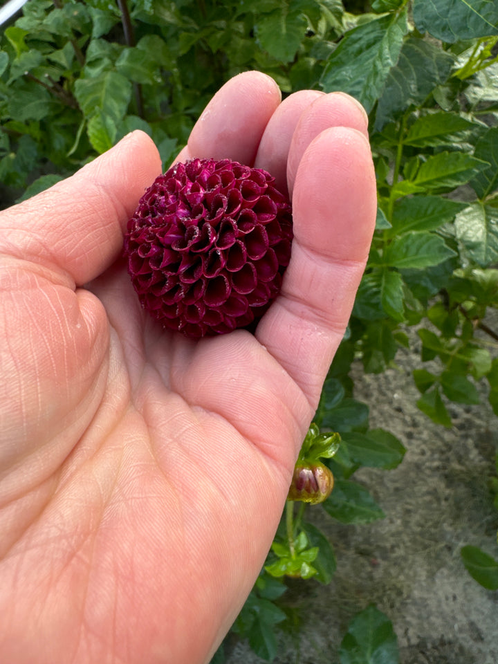 Dahlia Rocco Utgår!
