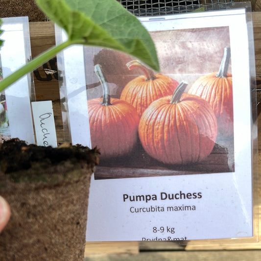 Pumpa duchess