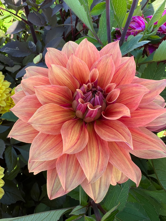 Dahlia Alva's Angels LB-056