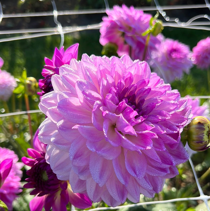 Dahlia Mediterranee