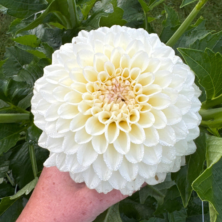 Dahlia Snittodlaren 30st