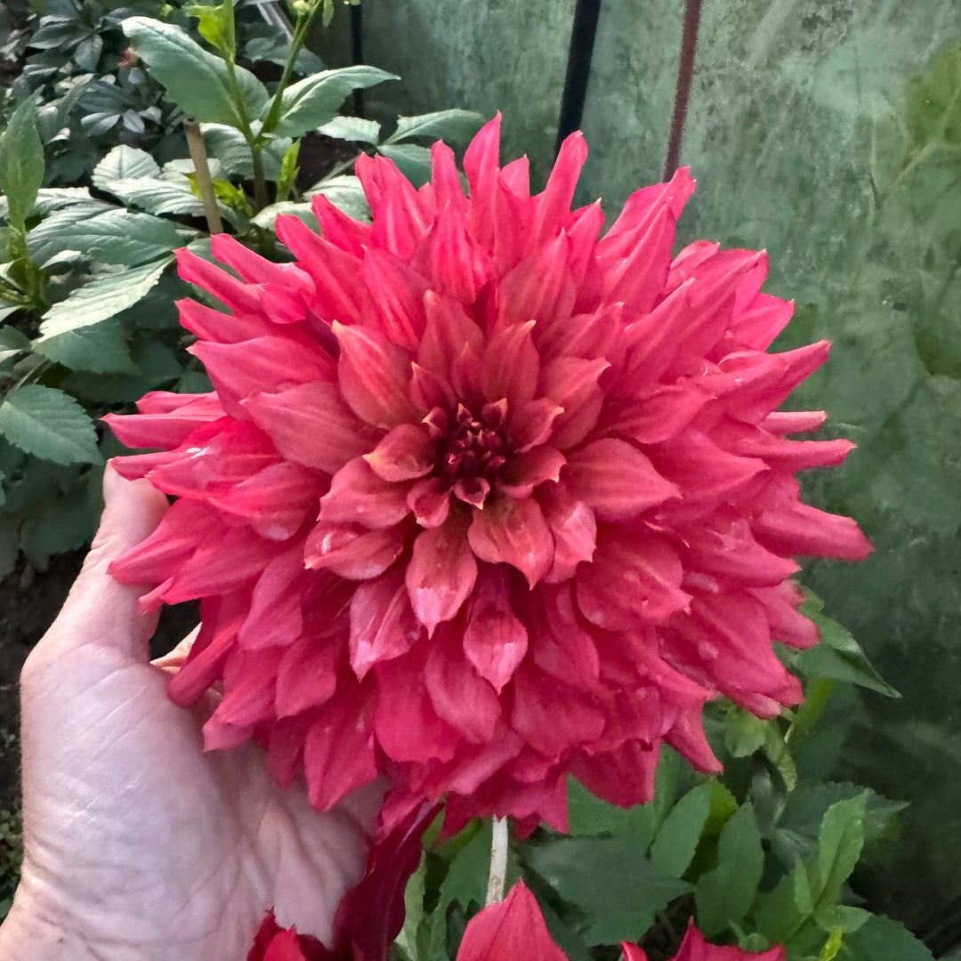 Dahlia Wild Sister