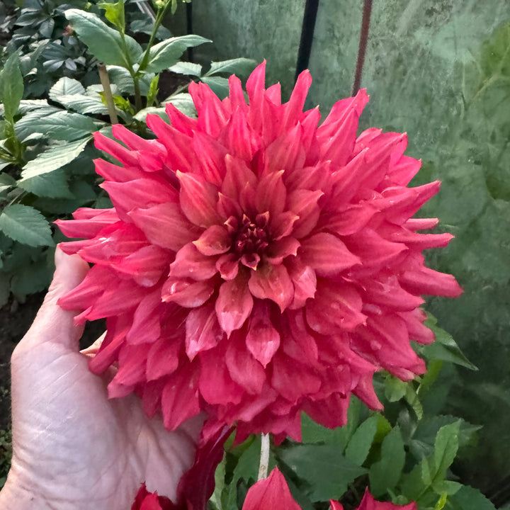Dahlia Wild Sister