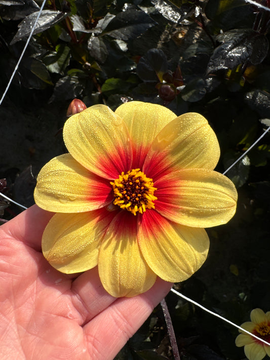 Dahlia Sunshine Nyhet!