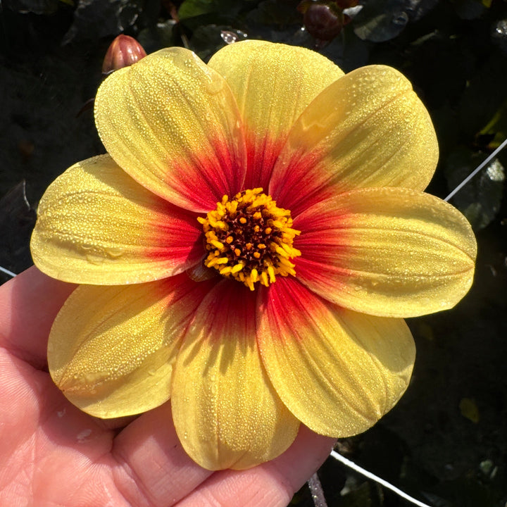 Dahlia Sunshine