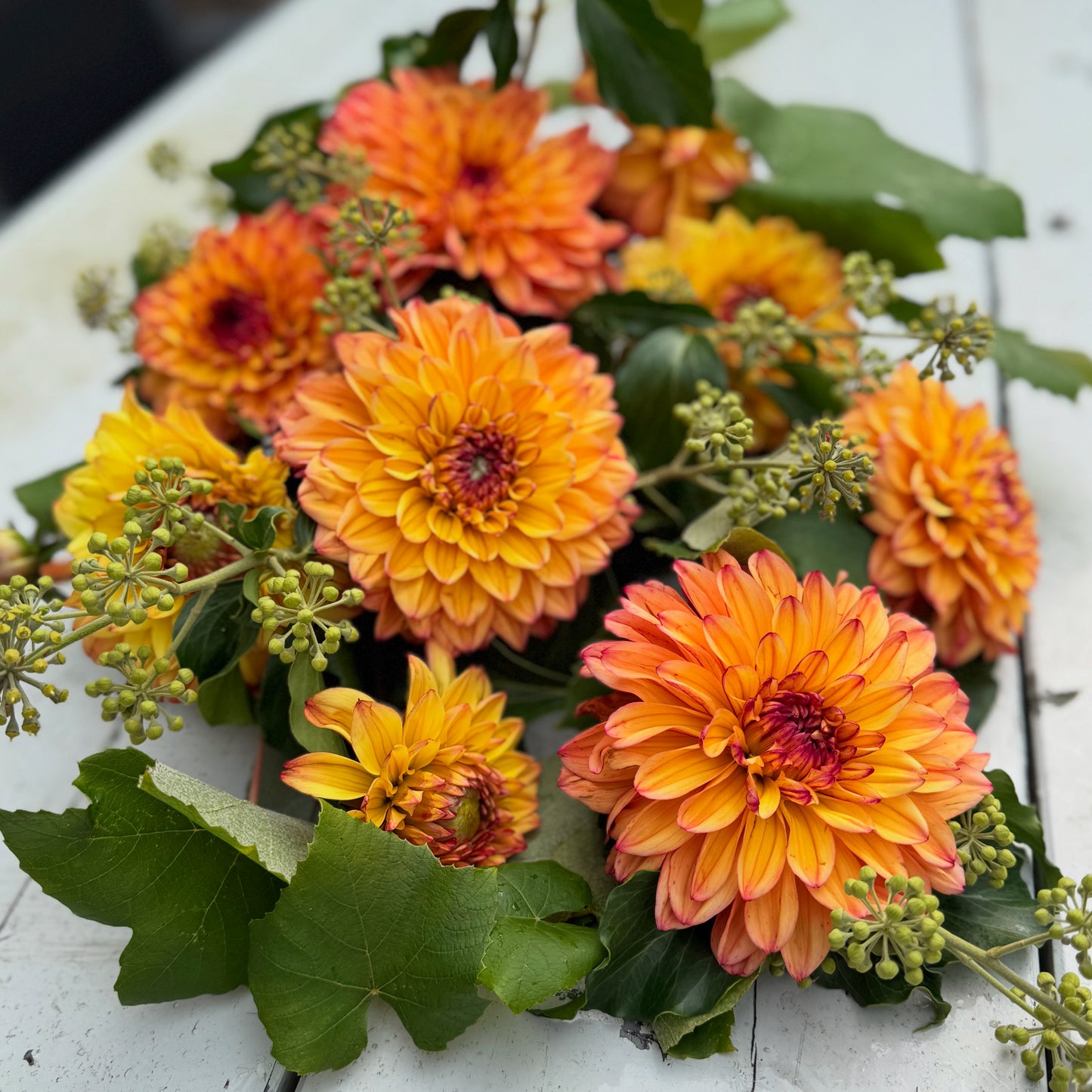 Dahlia Jacobina LB-018