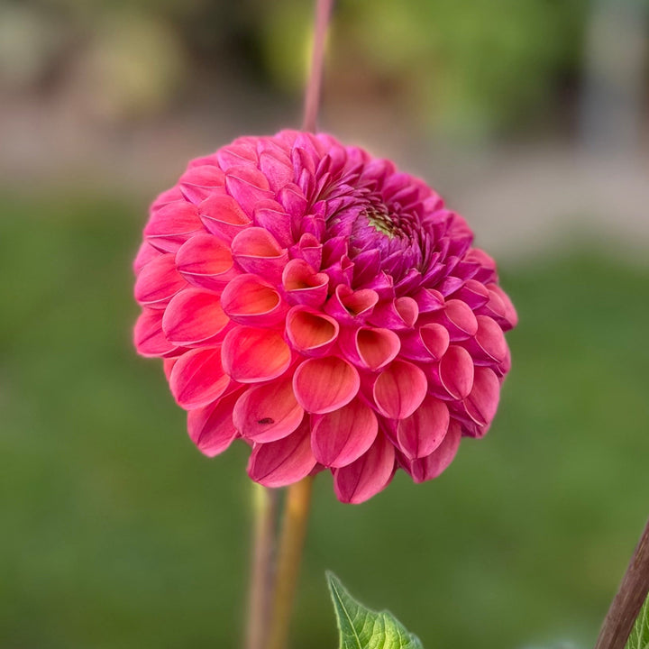 Dahlia Hapet Coppery