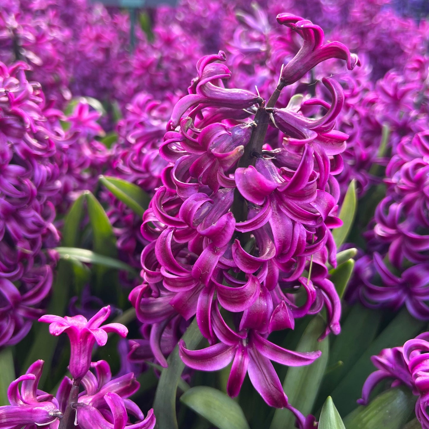 Hyacinthus Purple sensation 3st