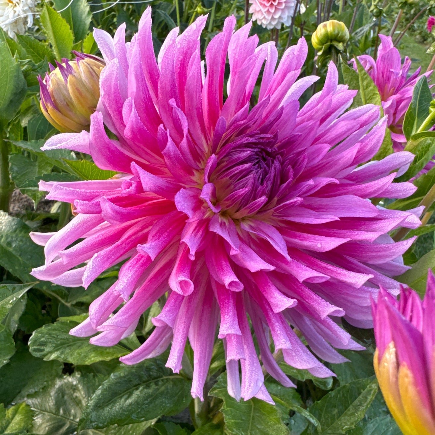 Dahlia Torsade Nyhet!