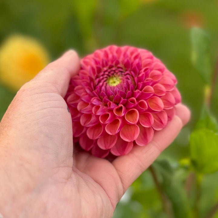 Dahlia Hapet Coppery