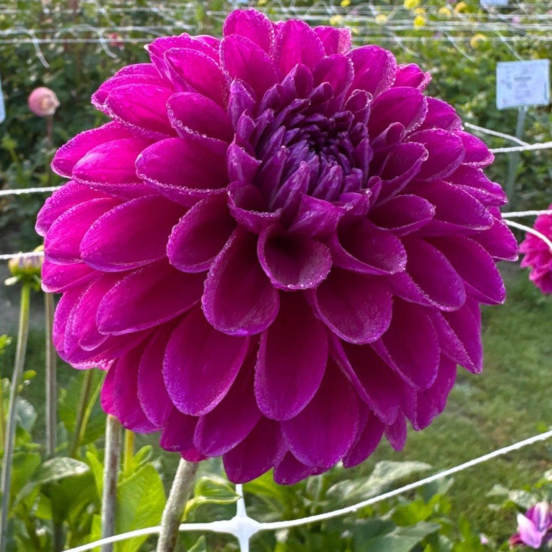 Dahlia Randy Crawford