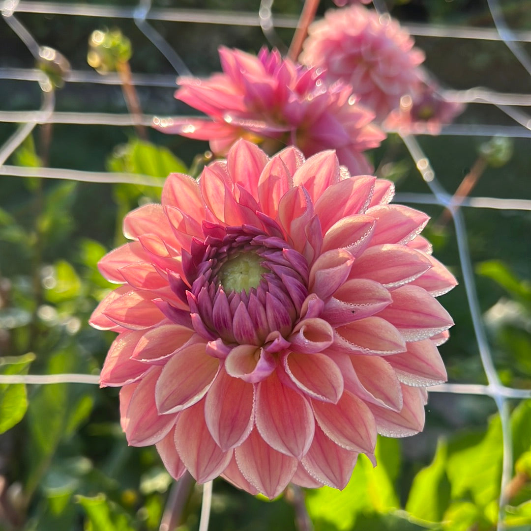 Dahlia Dusty Beauty