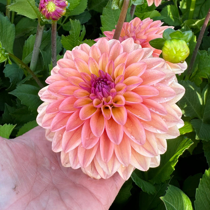 Dahlia Hello You!