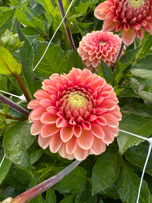 Dahlia Bazuin Salmon Orange utgår