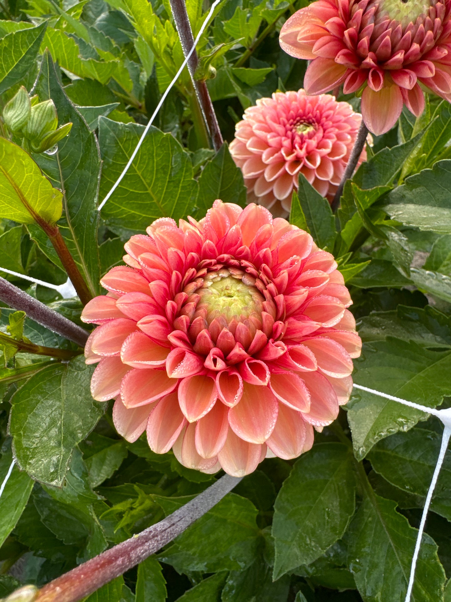 Dahlia Bazuin Salmon Orange