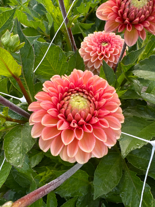 Dahlia Bazuin Salmon Orange