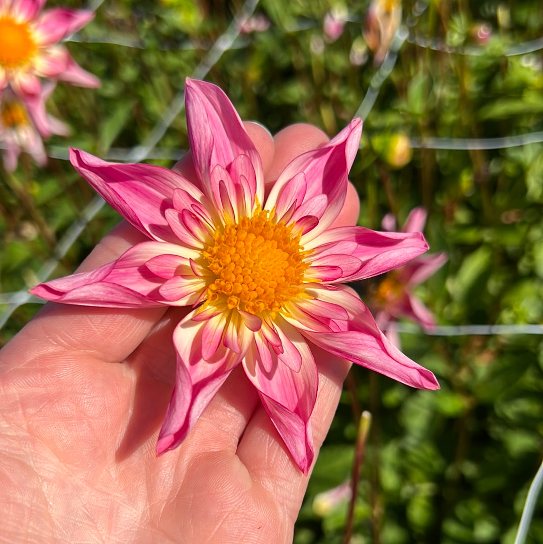 Dahlia Fancy Pants