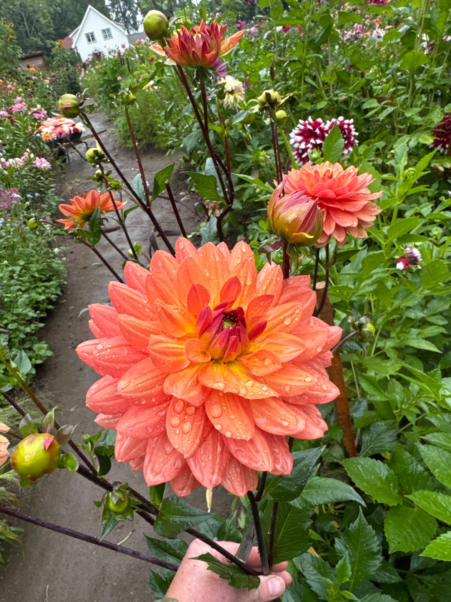 Dahlia Dr. P.H. Riedell