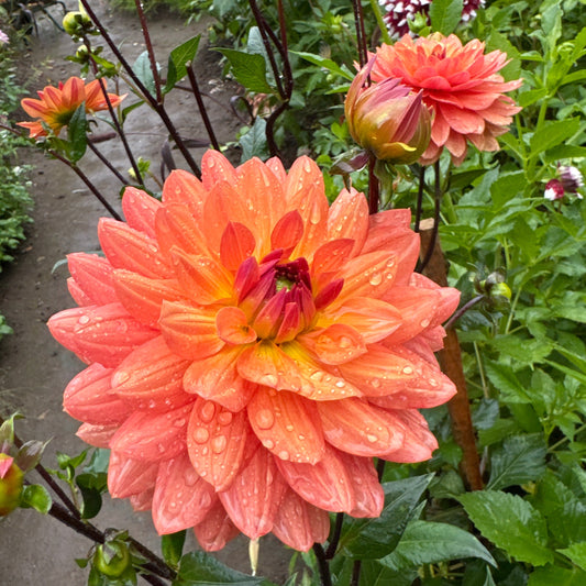 Dahlia Dr. P.H. Riedell