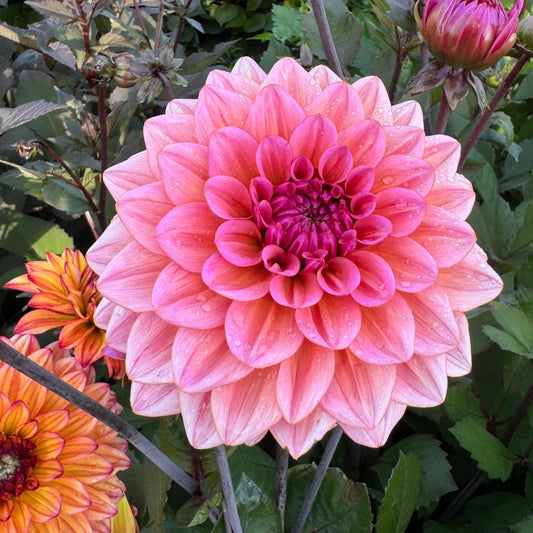 Dahlia Believe in me LB-019
