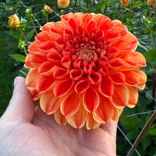 Dahlia Symphony Nyhet!