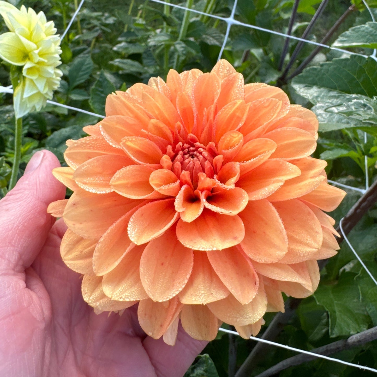 Dahlia Bazuin Bright Orange