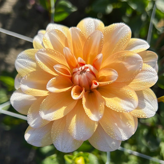 Dahlia Orange Perception