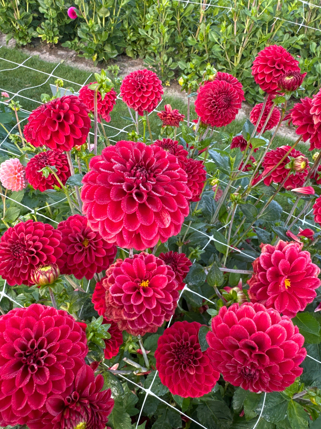 Dahlia Maroon Fox®