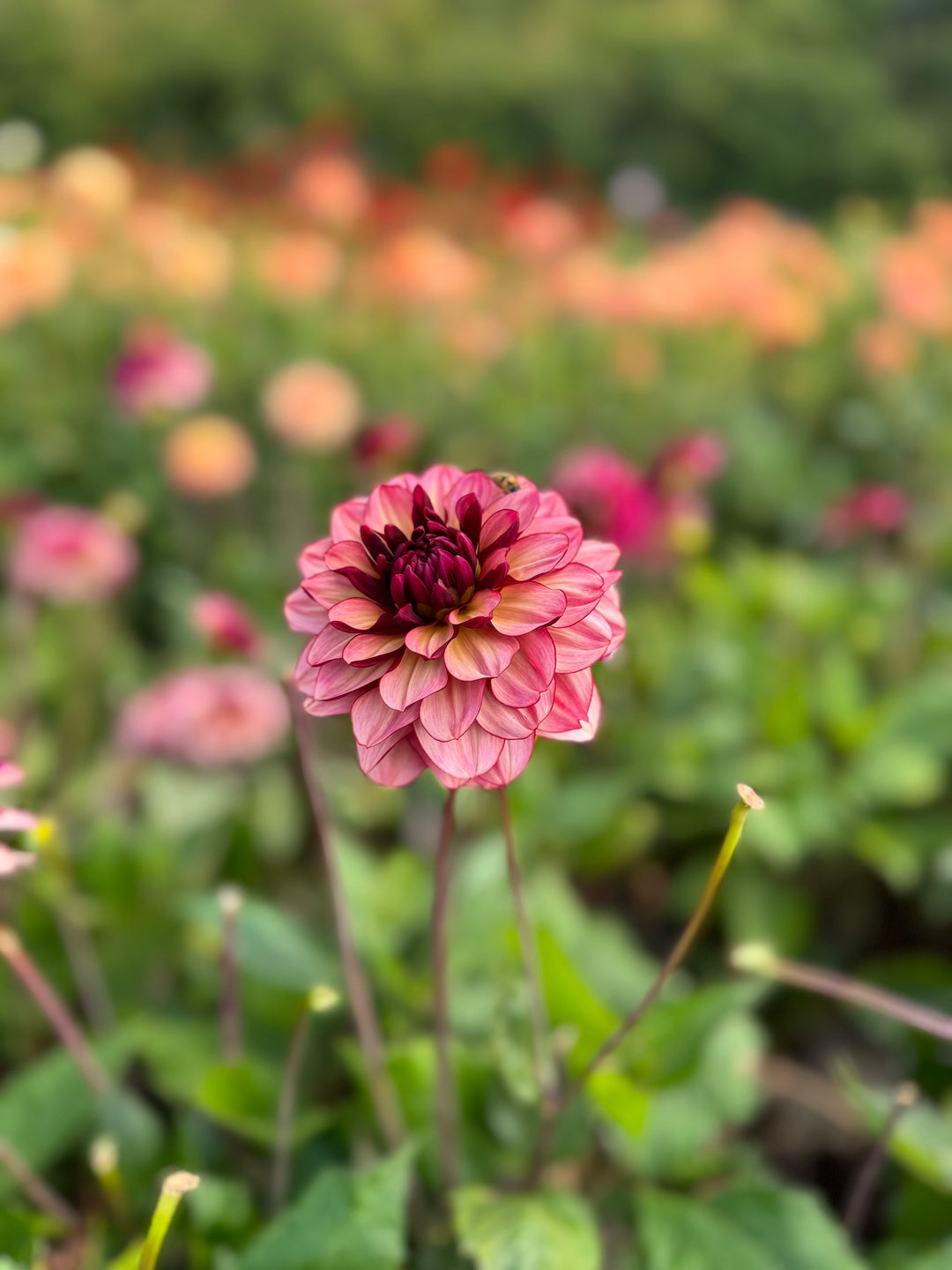Dahlia Creme de Jowey Nyhet! Exclusive!