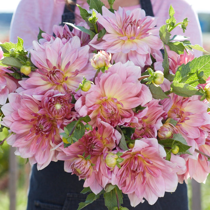 Dahlia Fairway Pilot