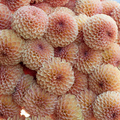 Dahlia Valley Tawny Nyhet!