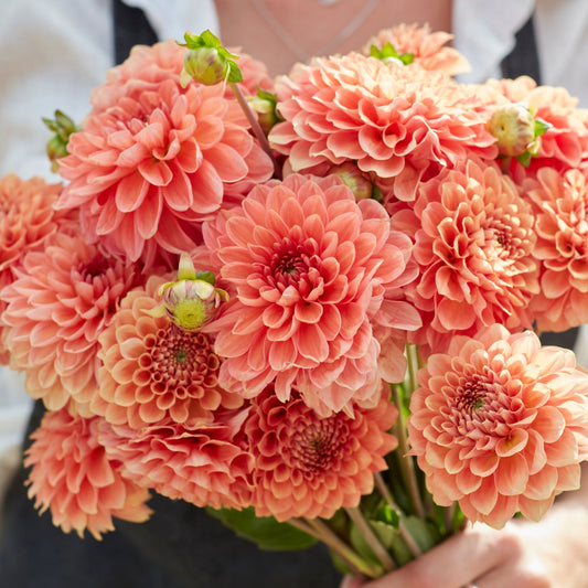 Dahlia Freeman UTGÅR! Alt-Orange Favorite