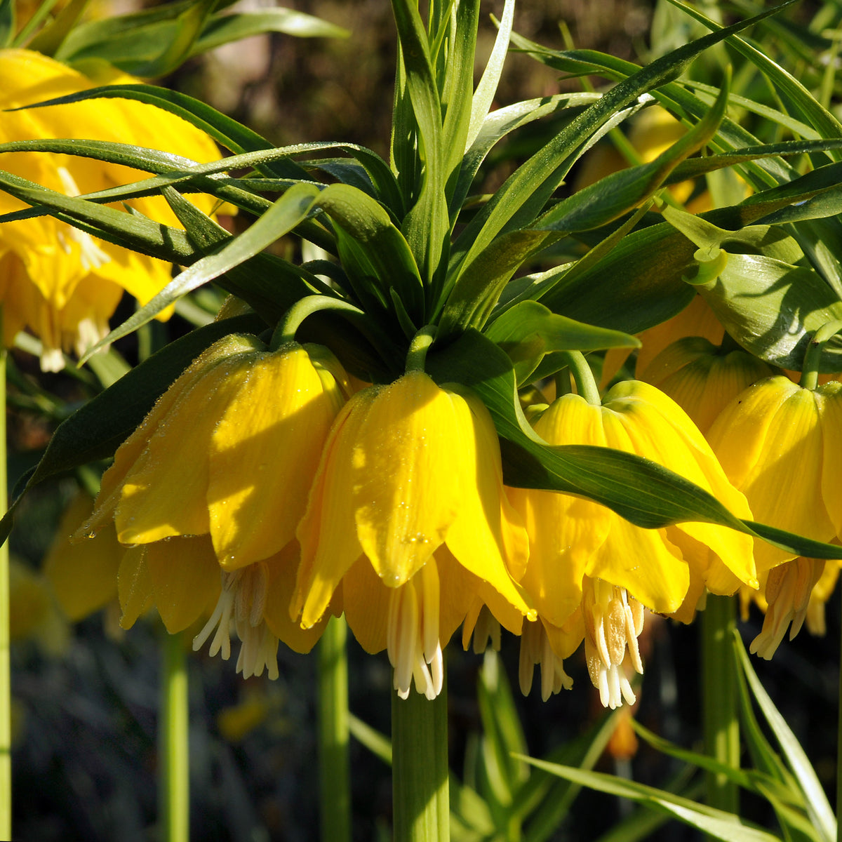 Kejsarkrona Lutea