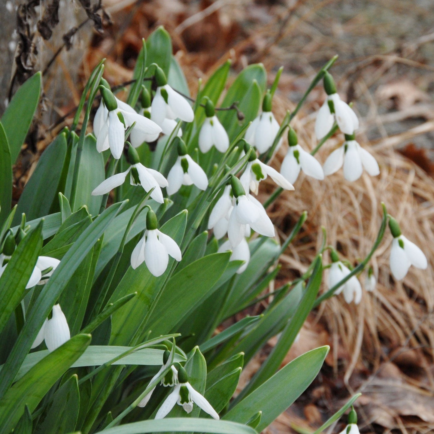 Galanthus Elwesii Turkisk Snödroppe 10st