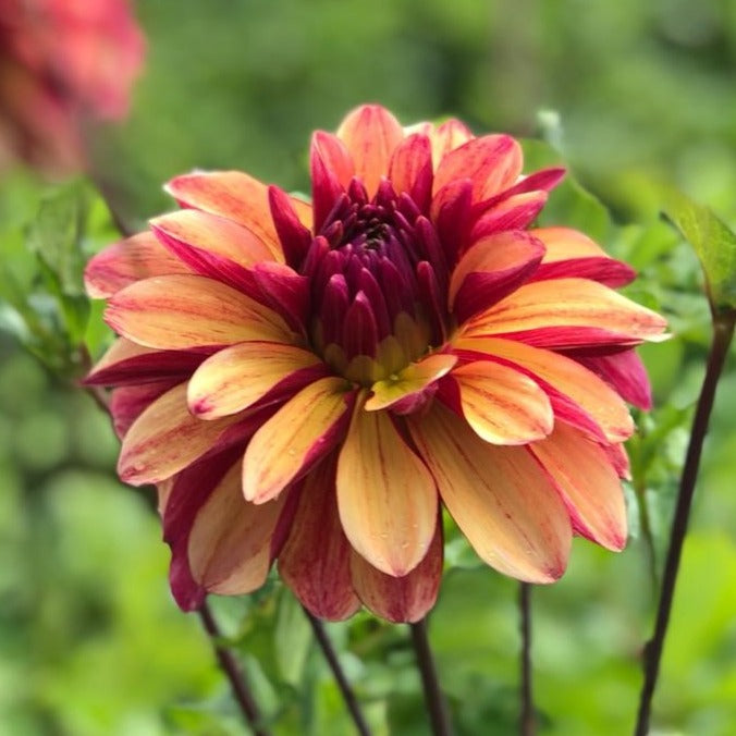 Dahlia Gitts Crazy
