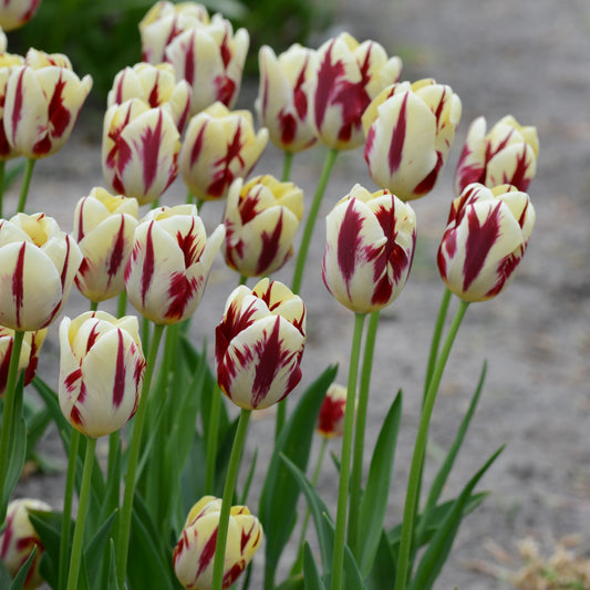 Medeltidig tulpan 'Grand Perfection'
