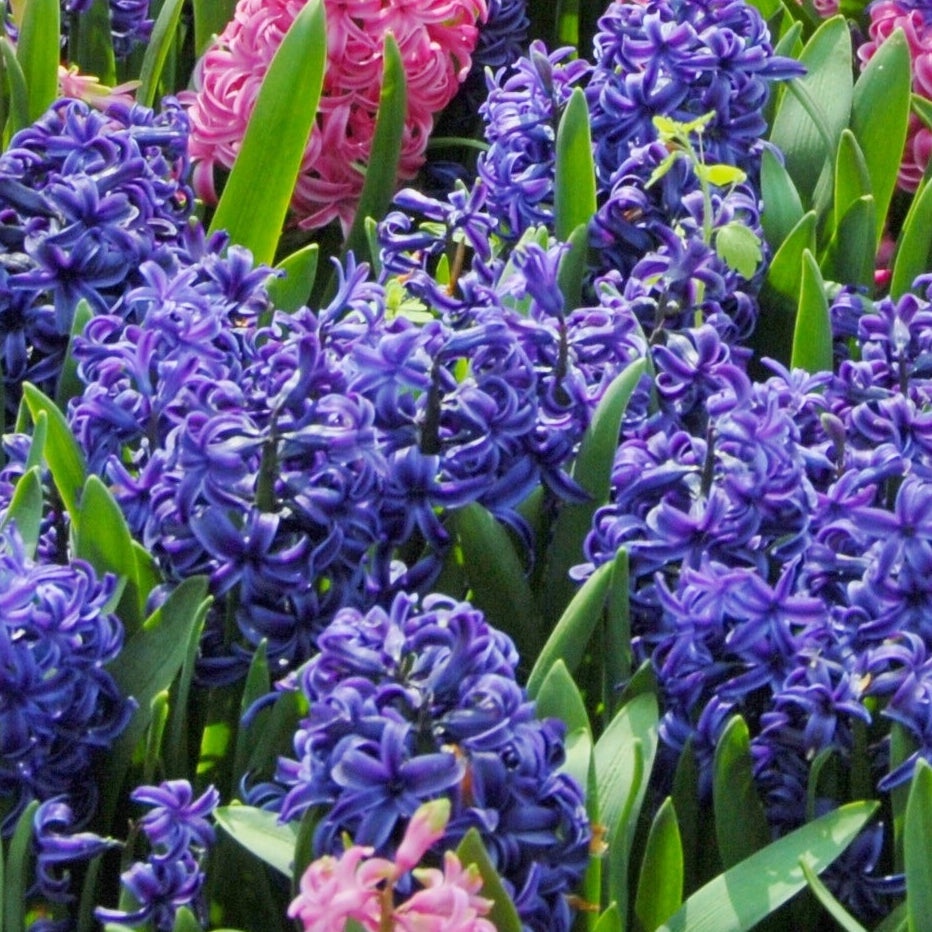 Hyacint Blue Pearl 