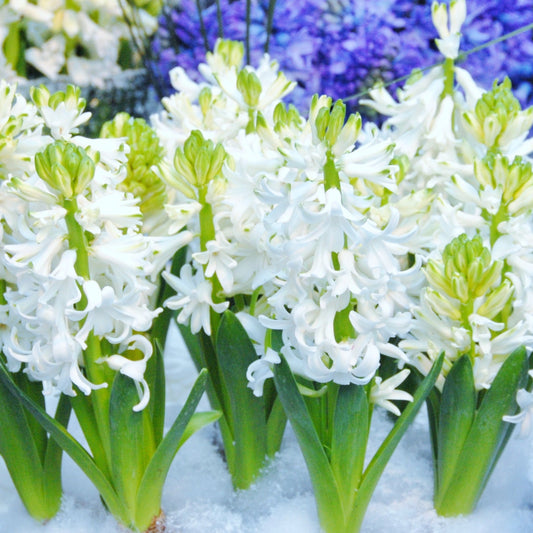 Hyacint White Pearl