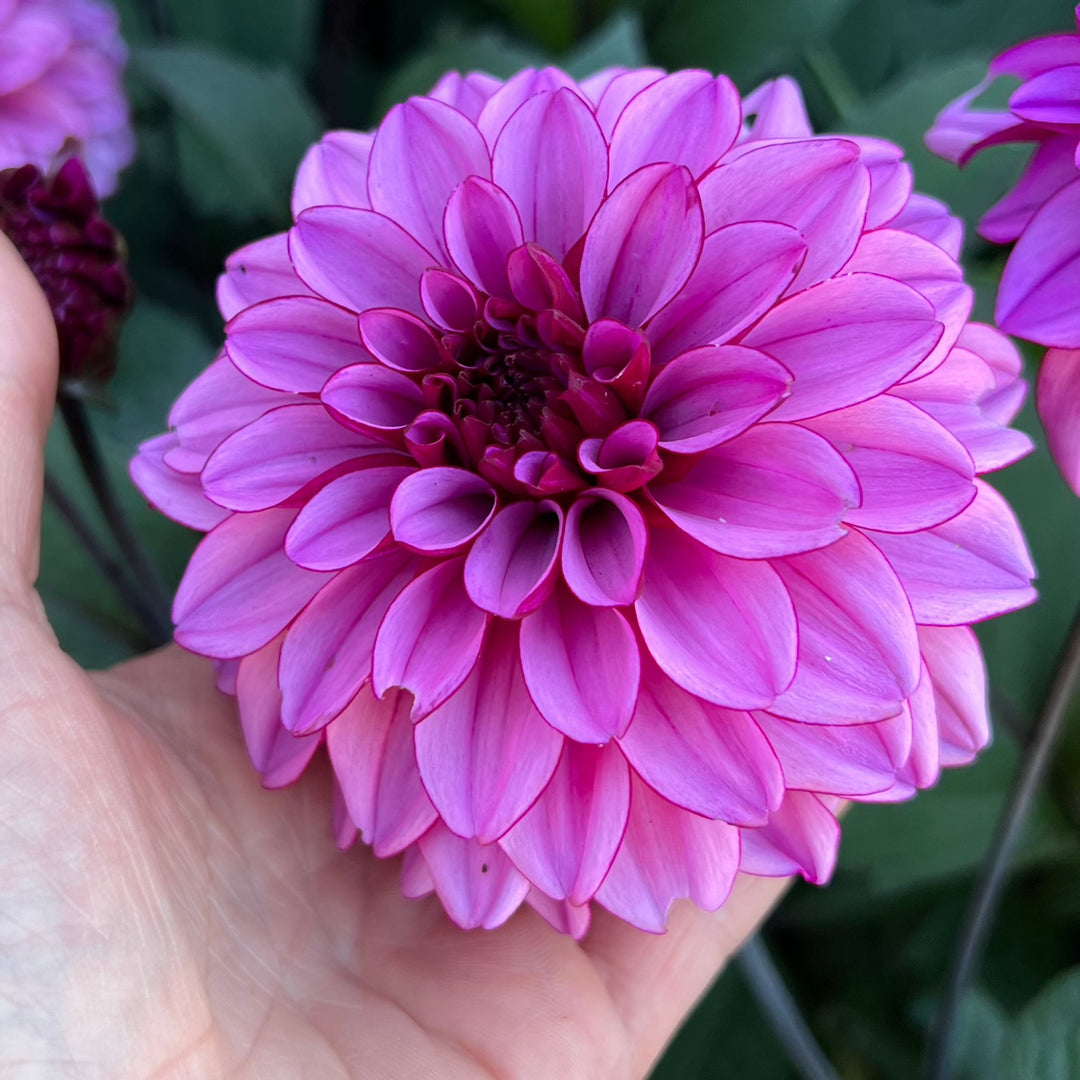 Dahlia Melissa Anne Marijke