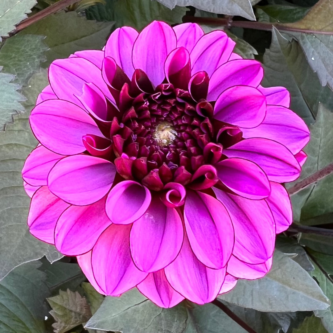 Dahlia Melissa Anne Marijke