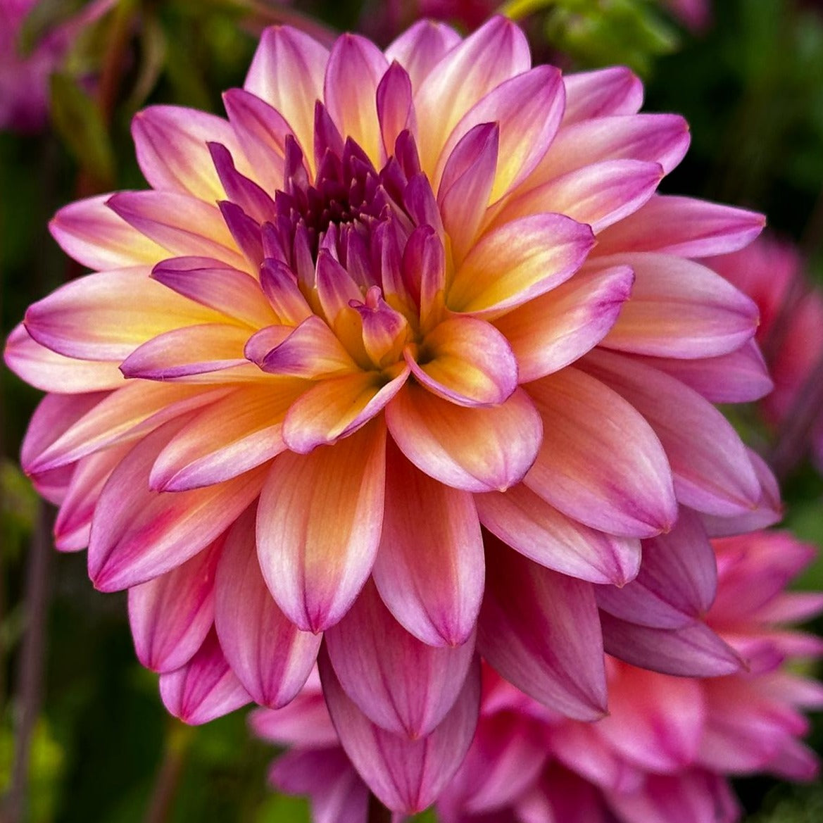 Dahlia Hugos favoriter 10st