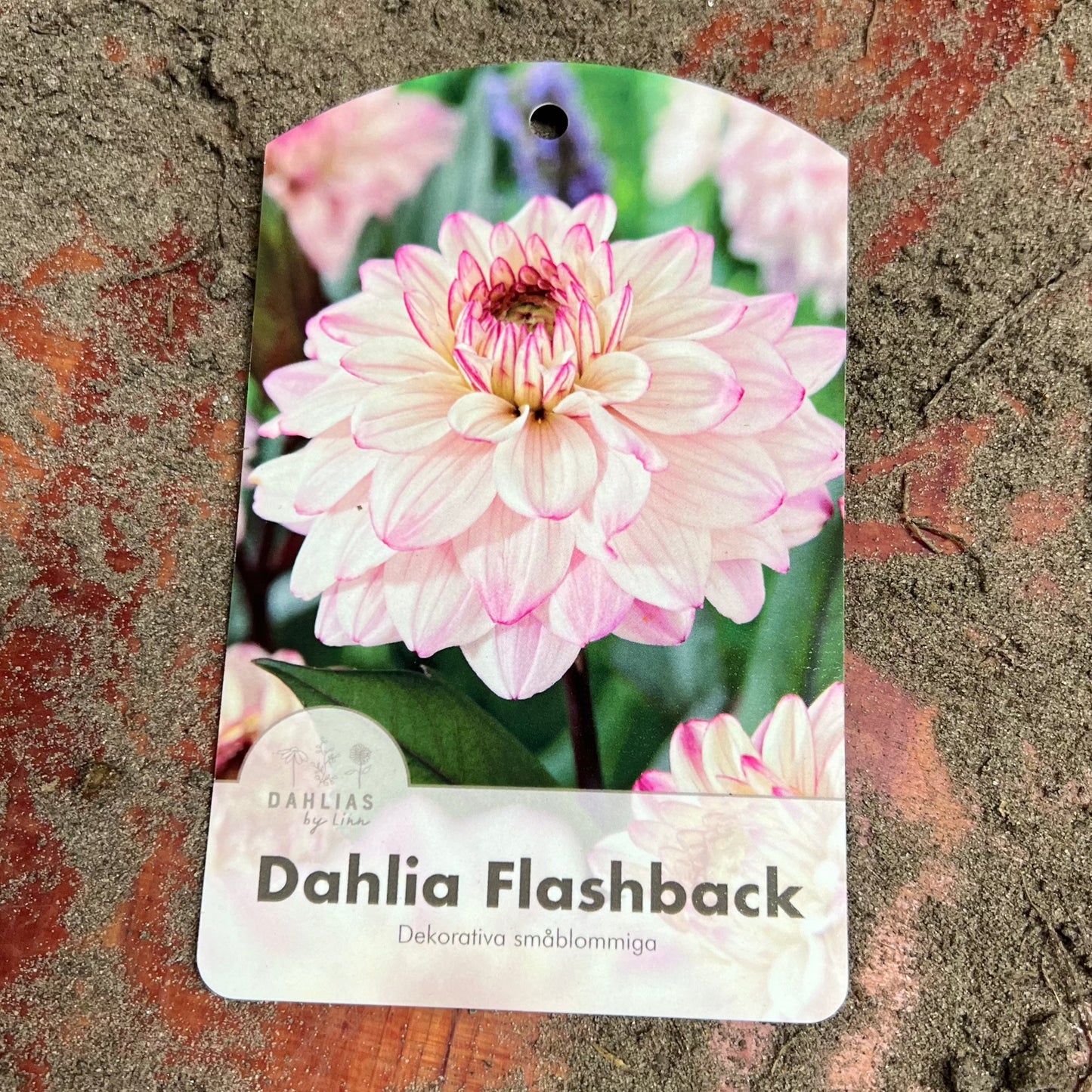 Dahlia Flashback Nyhet!