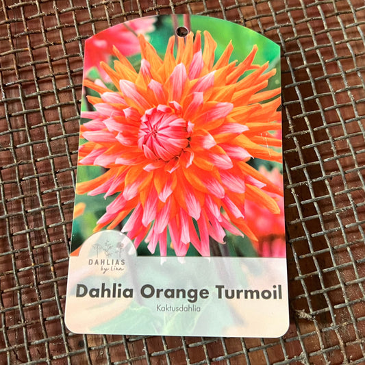 Dahlia Orange Turmoil Nyhet!