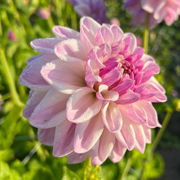Dahlia Mama Mia Utgår!