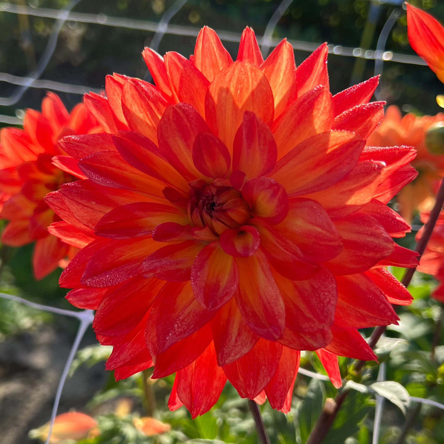 Dahlia Karma Fiesta