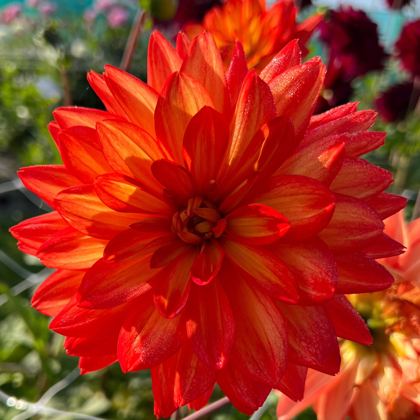 Dahlia Karma Fiesta