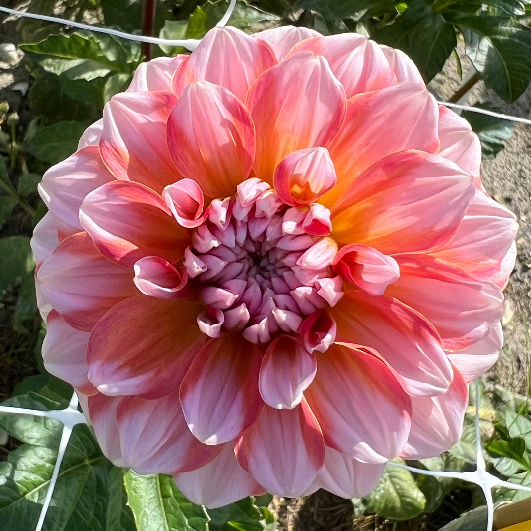 Dahlia Trustfull