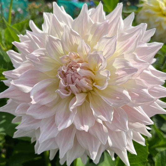 Dahlia Ka's Cloud UTGÅR!