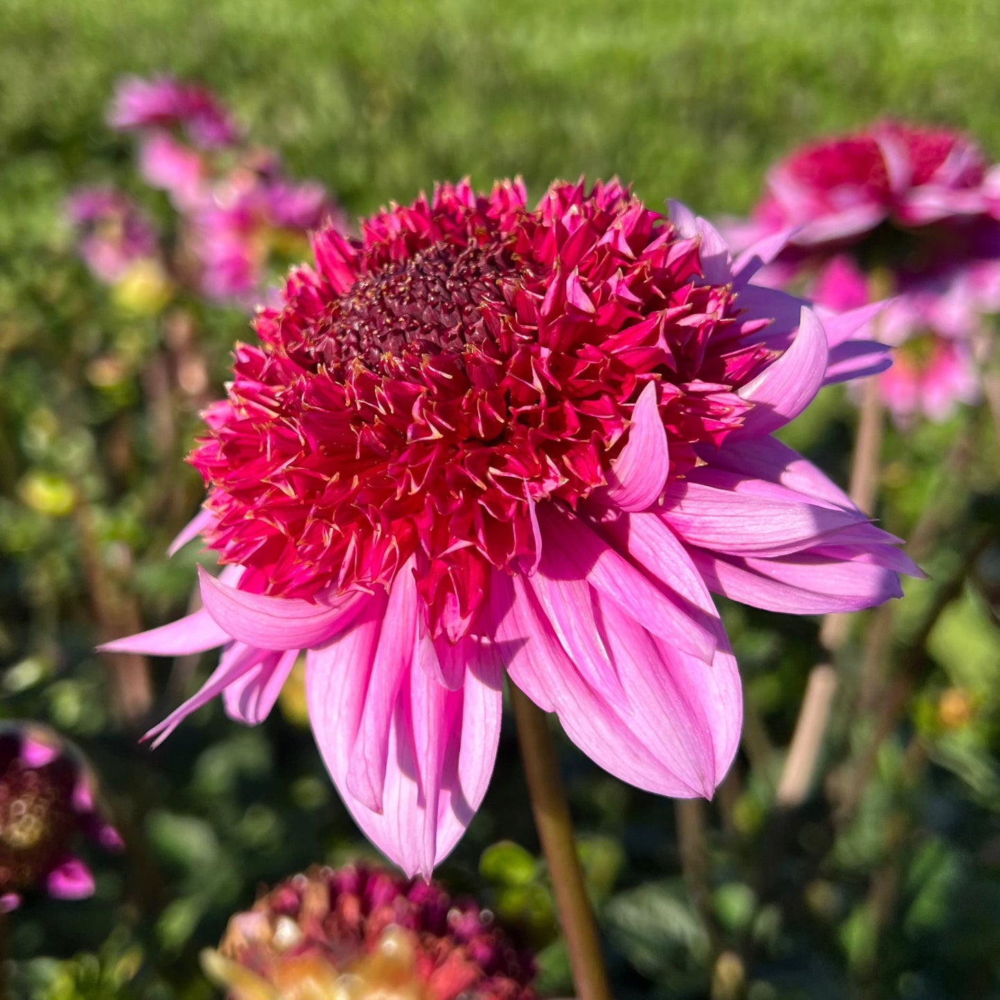 Dahlia Raspberry Puff Exclusive! – Dahlias By Linn