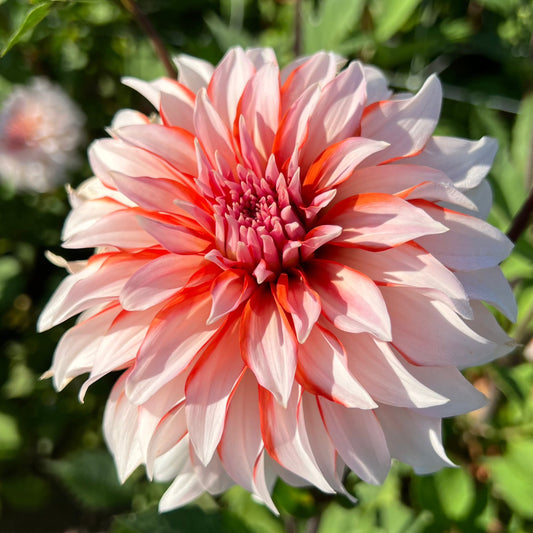 Dahlia Santa Claus